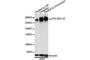Western blot analysis of extracts of 293T cells, using Phospho-POLR2A-S2 antibody. (POLR2A/RPB1 antibody  (pSer2))