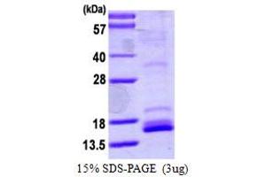 SDS-PAGE (SDS) image for Neurotrophin 4 (NTF4) (AA 81-210) protein (ABIN667527)