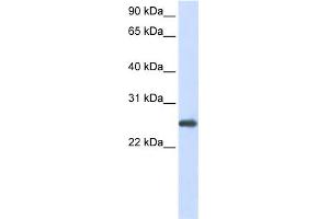 WB Suggested Anti-PRDX1 Antibody Titration:  0.