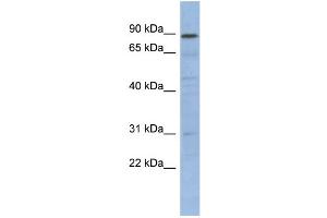 WB Suggested Anti-NFKBIL1 Antibody Titration:  0. (NFKBIL1 antibody  (N-Term))