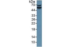 Rabbit Capture antibody from the kit in WB with Positive Control: Sample Mouse placenta tissue. (Factor VII ELISA Kit)