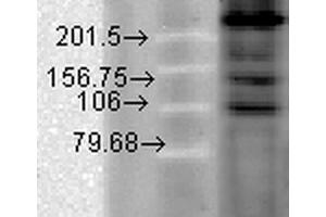 Western Blot analysis of Hamster T-CHO cell lysate showing detection of CaV1. (CACNA1C antibody  (AA 1507-1733) (Atto 390))
