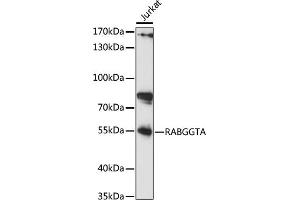RABGGTA antibody  (AA 240-360)