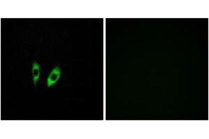 Immunofluorescence analysis of HeLa cells, using GPR156 Antibody. (GPR156 antibody  (AA 501-550))