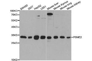 Western blot analysis of extracts of various cell lines, using PSME2 antibody. (PSME2 antibody  (AA 1-239))