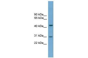 APOL5 antibody used at 0. (Apolipoprotein L 5 antibody  (C-Term))