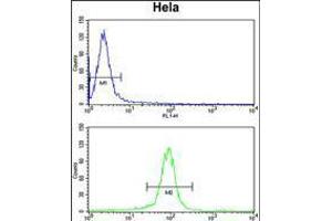 Flow cytometry analysis of Hela cells (bottom histogram) compared to a negative control cell (top histogram). (GALE antibody  (AA 142-171))