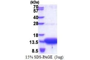 SDS-PAGE (SDS) image for Organic Solute Transporter beta (OSTBETA) (AA 57-128) protein (His tag) (ABIN5853290) (SLC51B Protein (AA 57-128) (His tag))