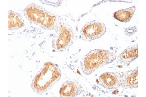 Formalin-fixed, paraffin-embedded human Testis stained with gp100 / Melanosome Monoclonal Antibody (HMB45). (Melanoma gp100 antibody)