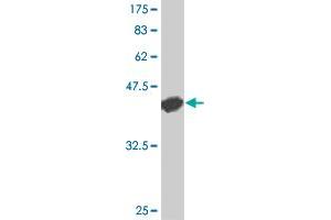 Western Blot detection against Immunogen (42. (CD40 antibody  (AA 1-151))