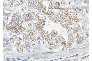 AF3132 at 1/100 staining human Prostate tissue sections by IHC-P.