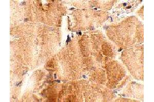 Immunohistochemistry of JPH2 in mouse skeletal muscle tissue with JPH2 polyclonal antibody  at 2.