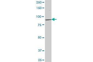 KIF3B MaxPab polyclonal antibody. (KIF3B antibody  (AA 1-747))