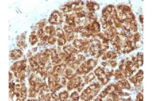 IHC testing of FFPE human pancreas tissue with MAML2 antibody (clone MAML2/1302). (MAML2 antibody)
