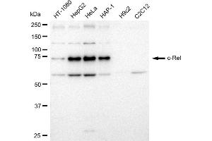 Western blotting analysis using c-Rel antibody (ABIN7800166).