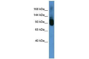 WB Suggested Anti-Abcf1 Antibody Titration:  0. (ABCF1 antibody  (C-Term))