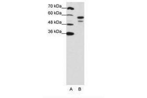 Image no. 1 for anti-U2 Small Nuclear RNA Auxiliary Factor 2 (U2AF59) (N-Term) antibody (ABIN203168)