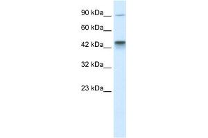 WB Suggested Anti-KIF3A Antibody Titration:  0.