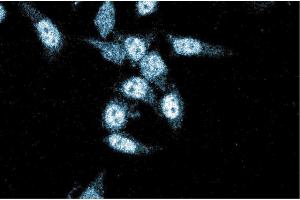 Immunofluorescence staining of HeLa cells (Human cervical epitheloid carcinoma, ATCC CCL-2. (XRCC4 antibody  (AA 53-168))