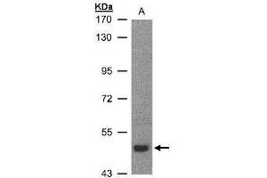 WB Image Sample(30 ug whole cell lysate) A:H1299 7. (LBP antibody)