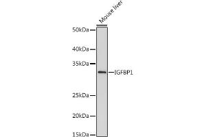 Western blot analysis of extracts of Mouse liver, using IGFBP1 antibody (ABIN7267906) at 1:500 dilution.