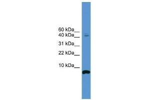 CORT antibody used at 0. (CORT antibody  (N-Term))