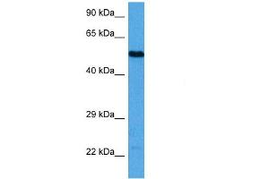 Host:  Mouse  Target Name:  TFAP2A  Sample Tissue:  Mouse Brain  Antibody Dilution:  1ug/ml (TFAP2A antibody  (N-Term))