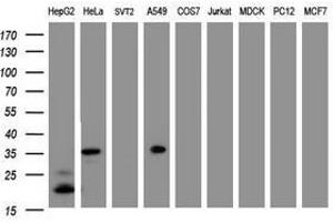 Image no. 3 for anti-Jun Proto-Oncogene (JUN) antibody (ABIN1498944) (C-JUN antibody)