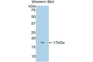 Western Blotting (WB) image for anti-Urocortin 3 (UCN3) (AA 22-161) antibody (ABIN1078642) (UCN3 antibody  (AA 22-161))