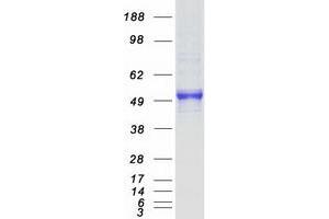 Validation with Western Blot (MINPP1 Protein (Myc-DYKDDDDK Tag))