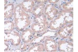 IHC-P analysis of Human Kidney Tissue, with DAB staining. (LIF antibody  (AA 2-201))