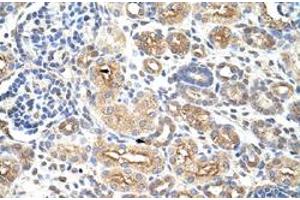 Immunohistochemical staining (Formalin-fixed paraffin-embedded sections) of human kidney with AUH polyclonal antibody  at 4-8 ug/mL working concentration. (AUH antibody  (C-Term))
