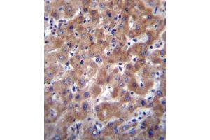 I23O2 Antibody (C-term) (ABIN656340 and ABIN2845640) immunohistochemistry analysis in formalin fixed and paraffin embedded human liver tissue followed by peroxidase conjugation of the secondary antibody and DAB staining. (IDO2 antibody  (C-Term))