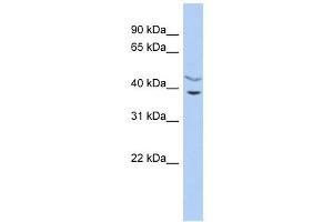 C11ORF77 antibody used at 1 ug/ml to detect target protein.