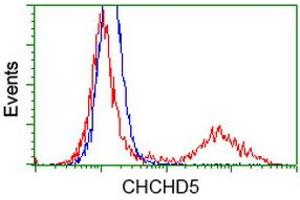 Image no. 1 for anti-Coiled-Coil-Helix-Coiled-Coil-Helix Domain Containing 5 (CHCHD5) antibody (ABIN1497490) (CHCHD5 antibody)