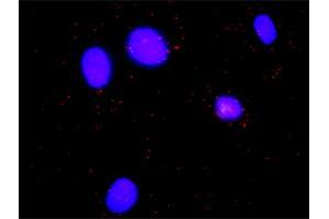 Proximity Ligation Assay (PLA) image for anti-Hematopoietic Cell-Specific Lyn Substrate 1 (HCLS1) (AA 266-355) antibody (ABIN516371)