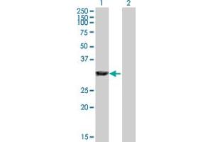 Western Blot analysis of GAS2 expression in transfected 293T cell line by GAS2 MaxPab polyclonal antibody. (GAS2 antibody  (AA 1-313))