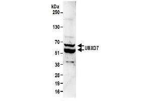 Western Blotting (WB) image for anti-UBX Domain Protein 7 (UBXN7) (AA 439-489) antibody (ABIN7450871) (UBXN7 antibody  (AA 439-489))