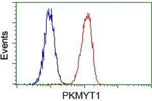 Flow cytometric analysis of Hela cells, using anti-PKMYT1 antibody (ABIN2453481), (Red) compared to a nonspecific negative control antibody (TA50011) (Blue). (PKMYT1 antibody)