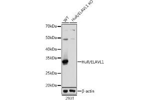 Western blot analysis of extracts from wild type (WT) and HuR/EL knockout (KO) 293T cells, using HuR/EL antibody (ABIN7266913) at 1:1000 dilution. (ELAVL1 antibody)