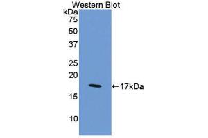 Western Blotting (WB) image for anti-Coagulation Factor VIII (F8) (AA 2253-2346) antibody (ABIN1175158) (Factor VIII antibody  (AA 2253-2346))