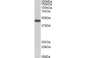 ABIN2564400 (0. (PBX1 antibody  (Internal Region))