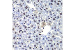 Immunohistochemistry of paraffin-embedded mouse liver using CEBPG antibody.