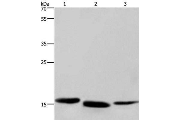 Cytochrome b5 (CYTB5) antibody