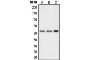 Western blot analysis of NEURL1 expression in Y79 (A), MCF7 (B), HepG2 (C) whole cell lysates.