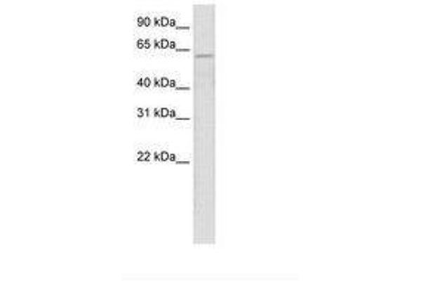 ZNF426 antibody  (AA 70-119)