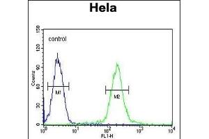GALNT4 Antibody (N-term) (ABIN654149 and ABIN2844019) flow cytometric analysis of Hela cells (right histogram) compared to a negative control cell (left histogram). (GALNT4 antibody  (N-Term))