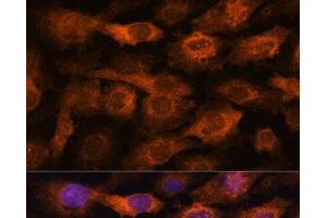 Immunofluorescence analysis of C6 cells using IFITM3 Polyclonal Antibody at dilution of 1:100. (IFITM3 antibody)