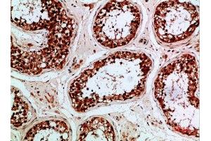 Immunohistochemical analysis of paraffin-embedded human-testis, antibody was diluted at 1:200 (Enkephalin antibody  (AA 51-100))