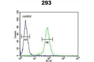 CLDN8 Antibody (Center) flow cytometric analysis of 293 cells (right histogram) compared to a negative control cell (left histogram). (CLDN8 antibody  (Middle Region))